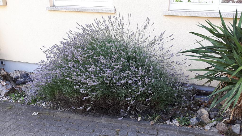 דירות ווגטסבורג Winzerhof Senn מראה חיצוני תמונה